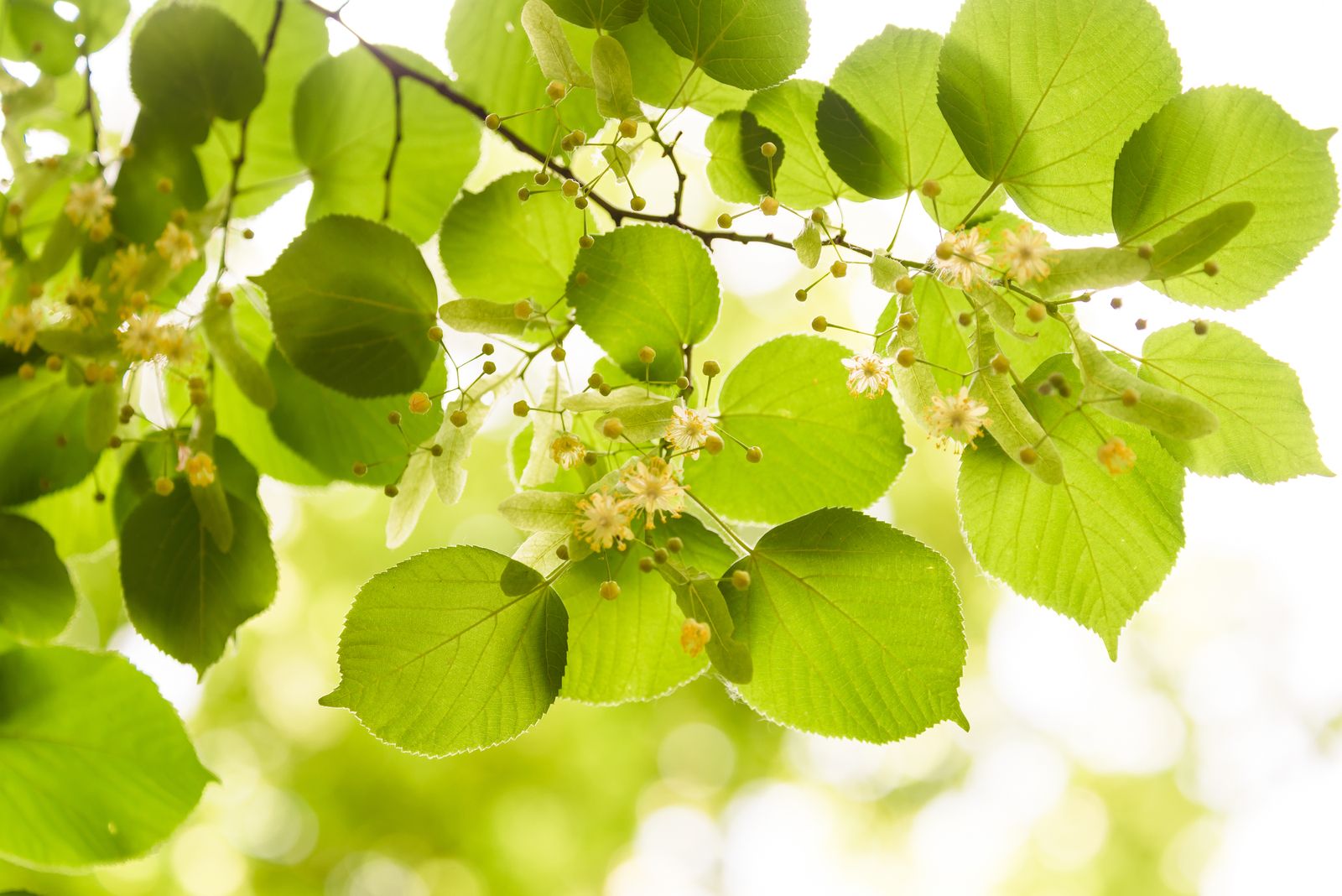 Blätter mit Knospen und Blüten an einem Baum